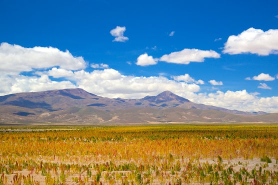 Pasajes en micro a Bolivia